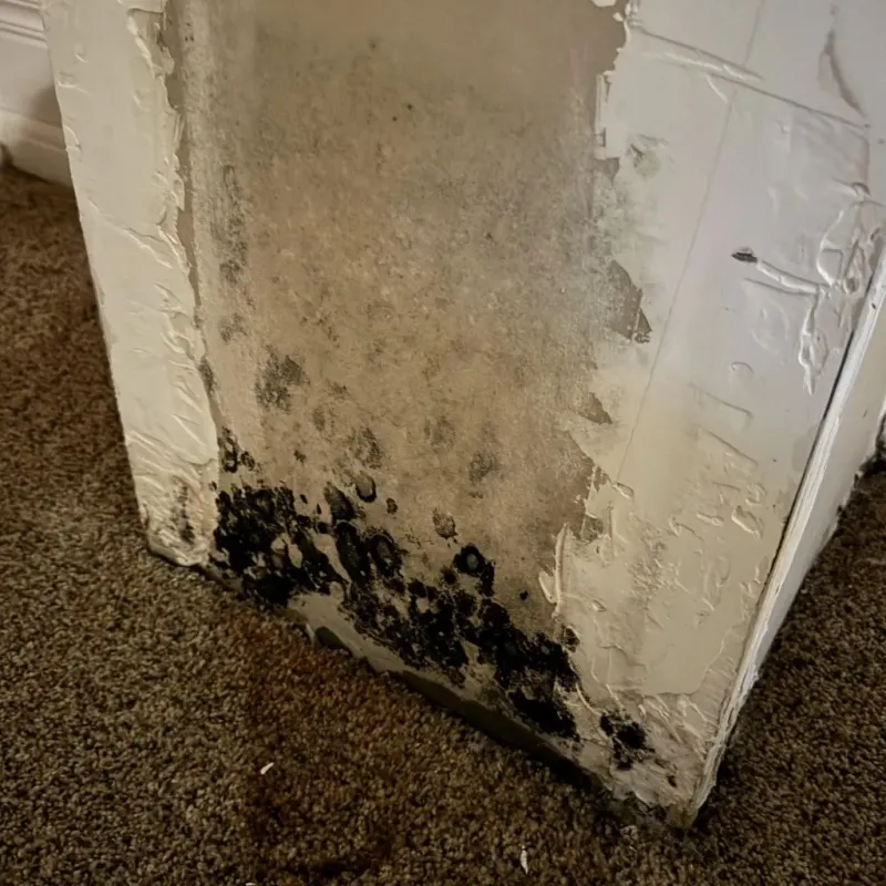 Professional Mold Removal in Harrison, AR